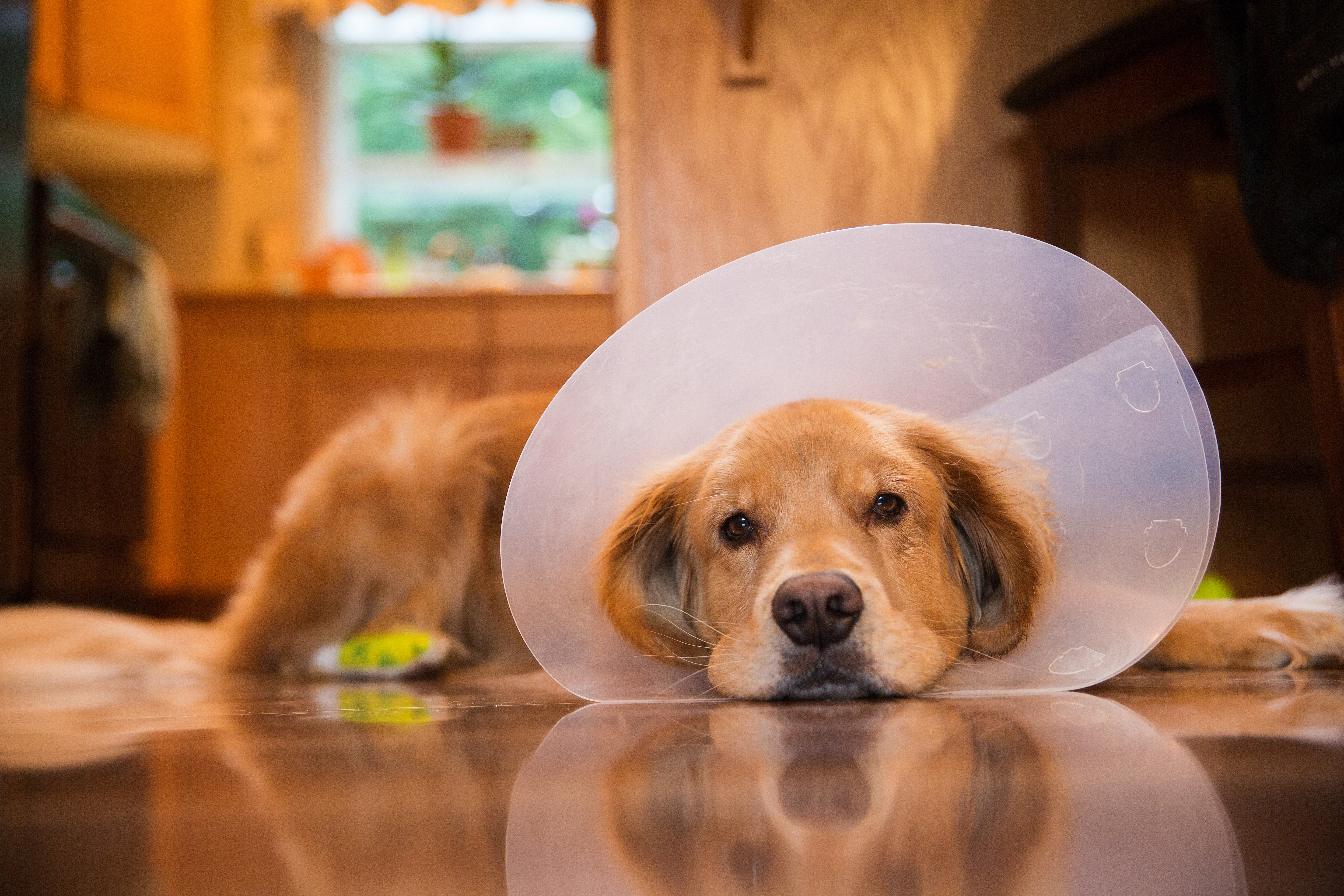 How to Care for Your Pet After Surgery, Westport Vets