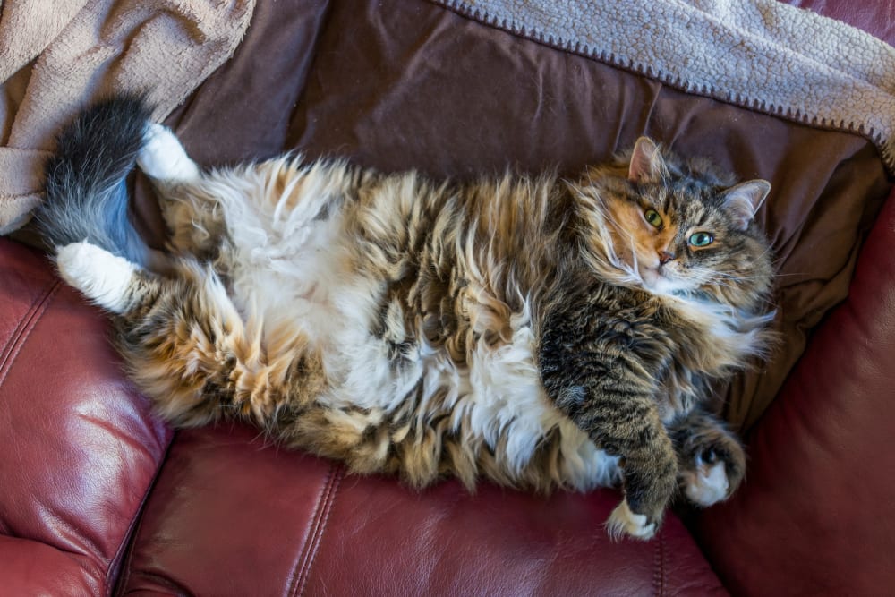 How to Know if Your Cat Is Overweight, Westport Vets