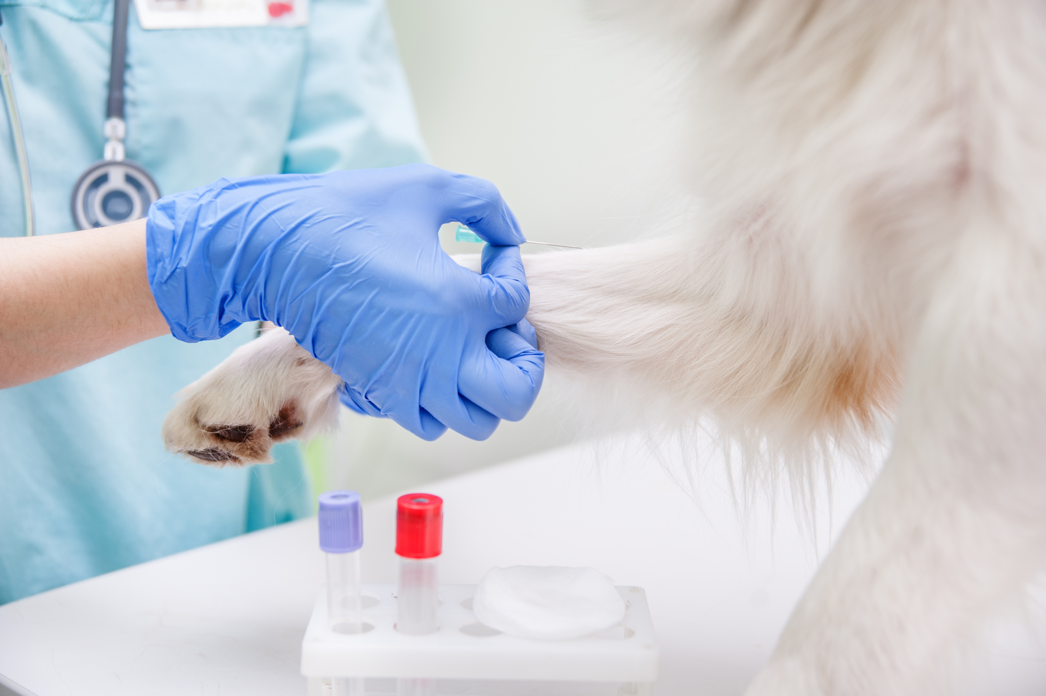 Blood Tests for Dogs, Westport Vets