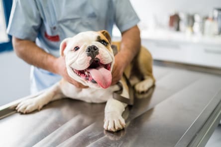 Health Benefits of Acupuncture for Dogs, Westport Vets