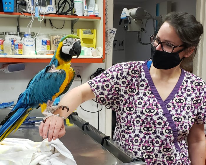 Exotic Animals, Westport Vet