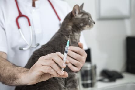 Vaccine Reactions in Dogs, Westport Vets