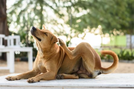How do I know if my dog or cat has fleas?