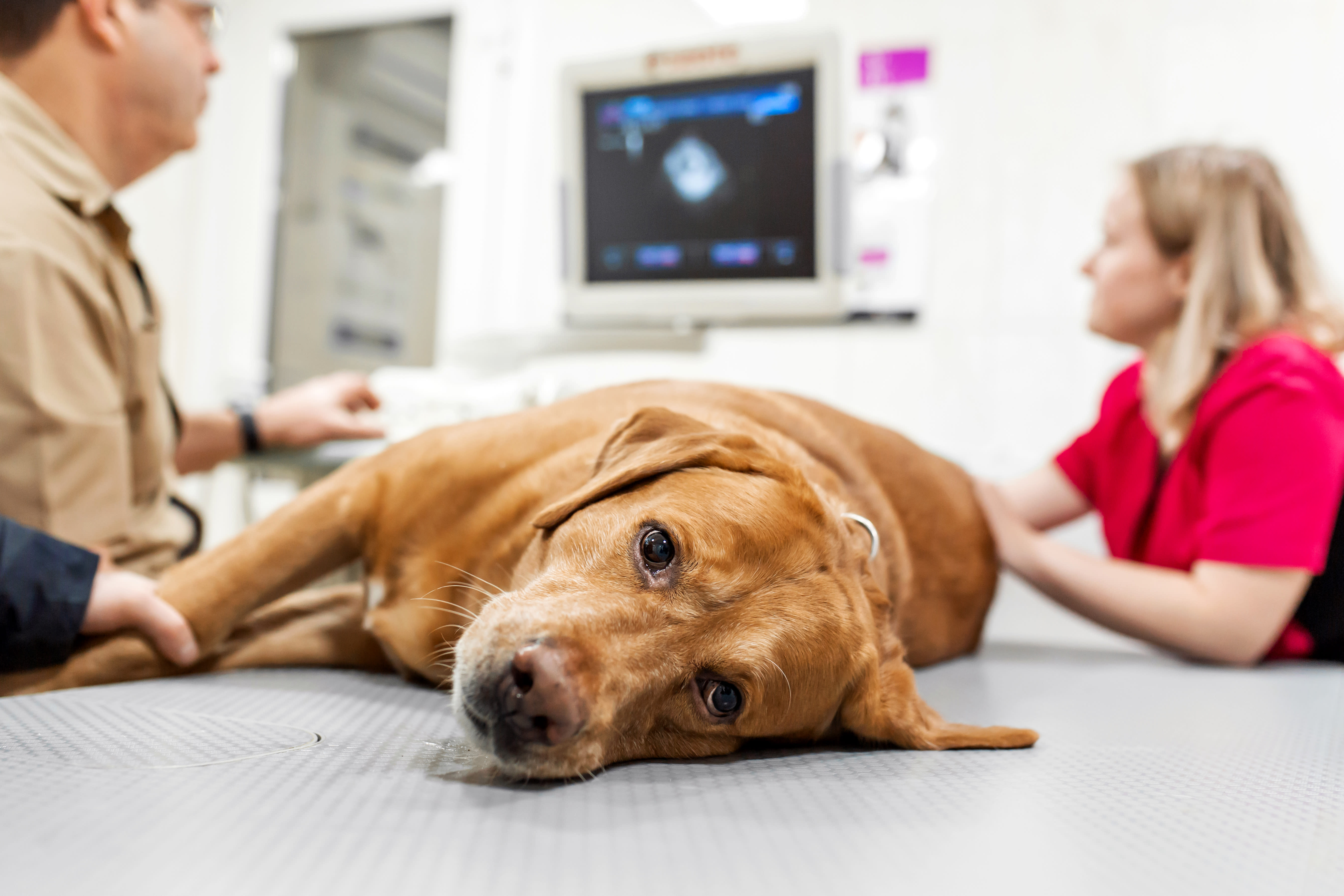 Diagnostic Imaging for Cats & Dogs, Westport Vets