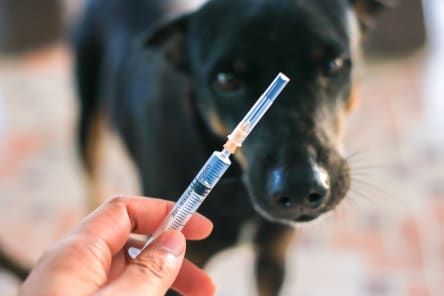 Black dog standing behind needle, Westport Vets