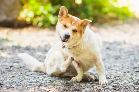 Fungal Skin Infections in Dogs, Westport Vets