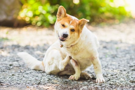 what does a skin infection look like on a dog