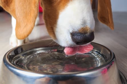 Giardia in Dogs, Westport Vets