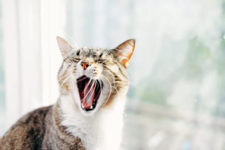 How To Keep Your Cat's Teeth Clean, Westport Vets