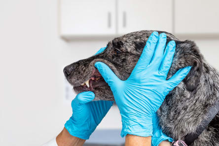 Stop & Prevent Periodontal Disease in Dogs, Westport Vets