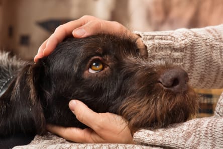 Preventing heartworm disease in pets