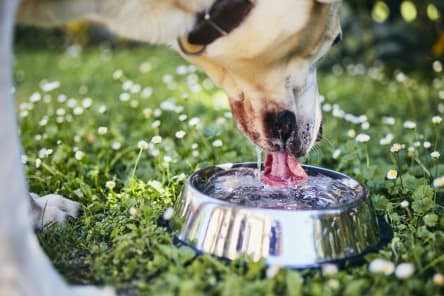 Signs & Symptoms of Heatstroke in Dogs, Westport Vets