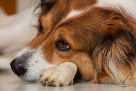 Tick-Borne Diseases in Dogs, Westport Vets