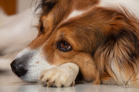 is lyme disease treatable in dogs