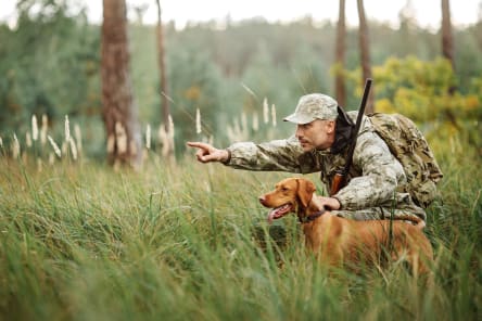 Tularemia in Dogs, Westport Vets