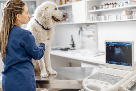 Ultrasounds for Cats & Dogs, Westport Vets
