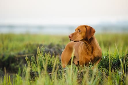 Can a vaccinated dog get rabies? | Westport Vets | Poster Veterinary  Associates