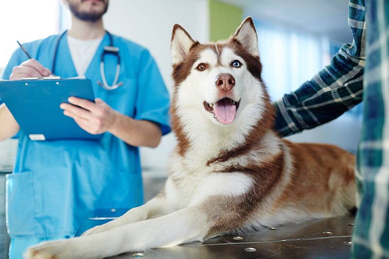 Routine Wellness Exams, Westport Vets