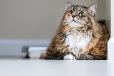 Fecal exams for pets 